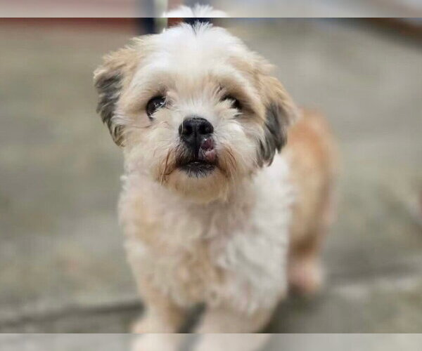 Medium Photo #3 Shih Tzu-Unknown Mix Puppy For Sale in Springdale, PA, USA