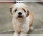 Small #2 Shih Tzu Mix