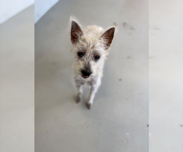 Medium Photo #4 Mutt Puppy For Sale in Studio City, CA, USA