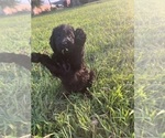 Small #34 Labradoodle