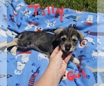 Small Photo #12 Chizer Puppy For Sale in MONTEZUMA, GA, USA