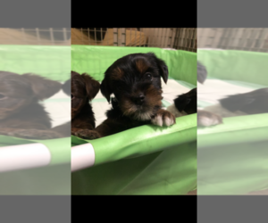 Yorkshire Terrier Puppy for sale in PEMBERTON, NJ, USA