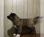 Small Photo #9 Akita Puppy For Sale in CANFIELD, OH, USA