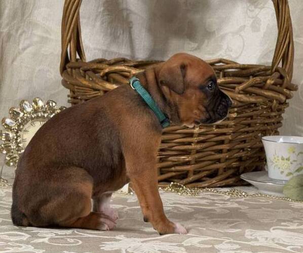 Medium Photo #15 Boxer Puppy For Sale in FONTANA, CA, USA