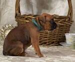 Small Photo #15 Boxer Puppy For Sale in FONTANA, CA, USA