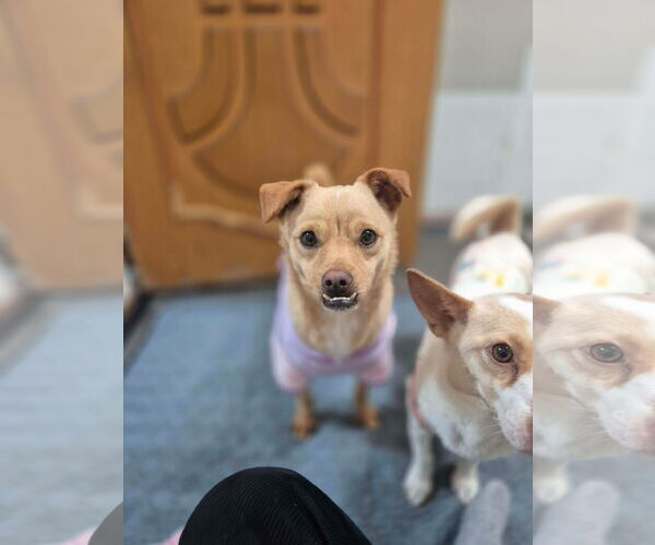 Medium Photo #1 Chihuahua-Shiba Inu Mix Puppy For Sale in Agoura Hills, CA, USA