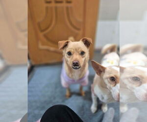 Chihuahua-Shiba Inu Mix Dogs for adoption in Agoura Hills, CA, USA