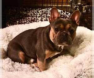 Father of the French Bulldog puppies born on 05/04/2021