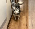 Small #5 Pomsky