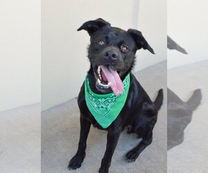 Labrottie Dogs for adoption in McKinney, TX, USA
