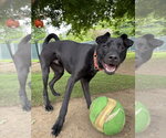 Small #10 Labrador Retriever Mix