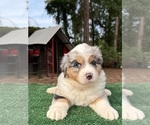 Puppy Faith Australian Shepherd