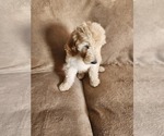 Small #1 Goldendoodle