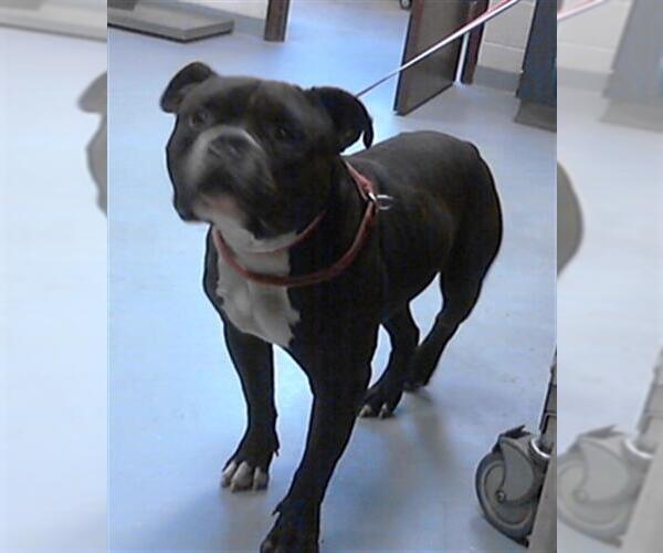 Medium Photo #1 American Pit Bull Terrier-Unknown Mix Puppy For Sale in Fayetteville, NC, USA