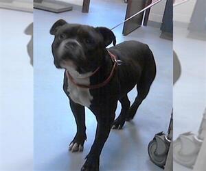 American Pit Bull Terrier-Unknown Mix Dogs for adoption in Fayetteville, NC, USA