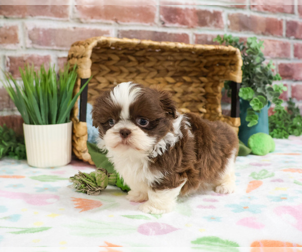 Medium Photo #3 Shih Tzu Puppy For Sale in SYRACUSE, IN, USA
