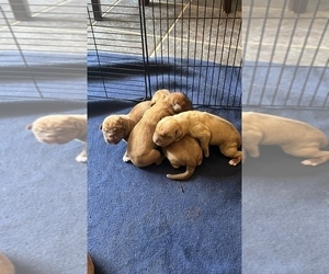 Dogue de Bordeaux Puppy for sale in HICKORY, NC, USA