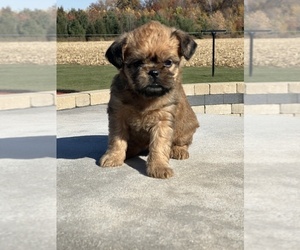 Brussels Griffon Puppy for sale in NILES, MI, USA