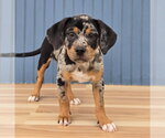 Small #1 Bulldog Mix