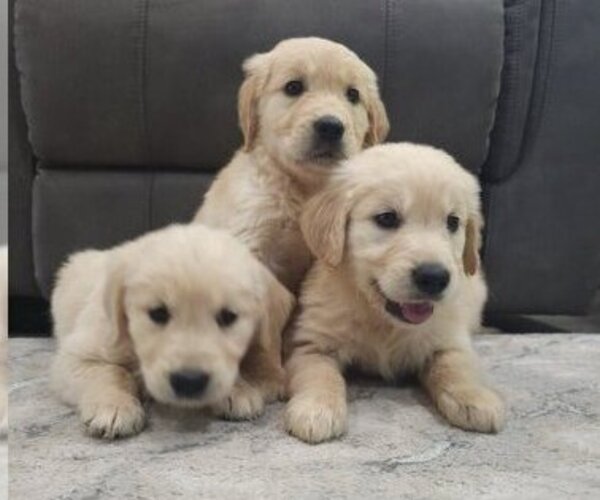 Medium Photo #1 Golden Retriever Puppy For Sale in SACRAMENTO, CA, USA