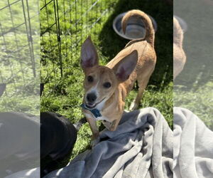 Chiweenie Dogs for adoption in Phoenix, AZ, USA