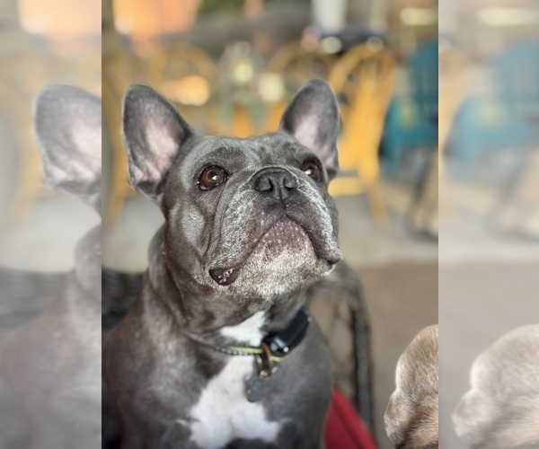 Medium Photo #1 French Bulldog Puppy For Sale in FLORAL CITY, FL, USA