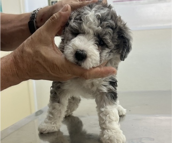 Medium Photo #93 Sheepadoodle Puppy For Sale in HUNTINGTON BEACH, CA, USA