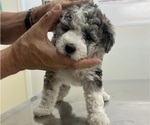 Small Photo #93 Sheepadoodle Puppy For Sale in HUNTINGTON BEACH, CA, USA