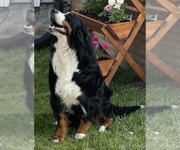 Medium Photo #1 Bernese Mountain Dog Puppy For Sale in LOGAN, OH, USA