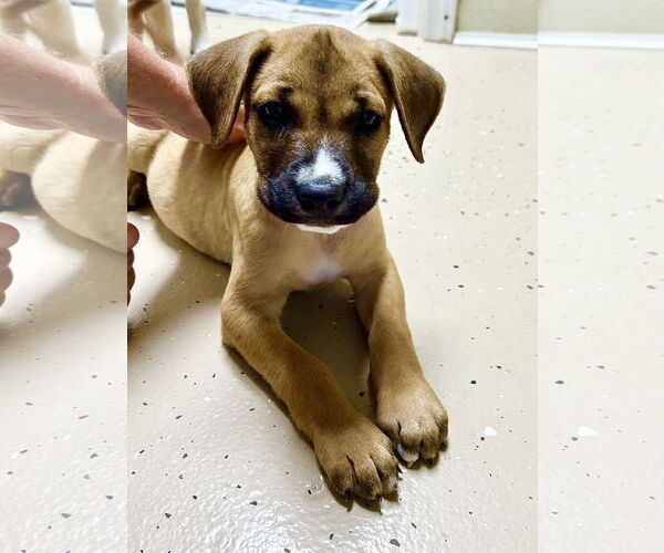 Medium Photo #1 Rhodesian Ridgeback-Unknown Mix Puppy For Sale in Fenton, MO, USA