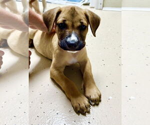 Rhodesian Ridgeback-Unknown Mix Dogs for adoption in Fenton, MO, USA