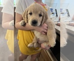 Small Photo #5 Golden Retriever Puppy For Sale in ATHOL, ID, USA