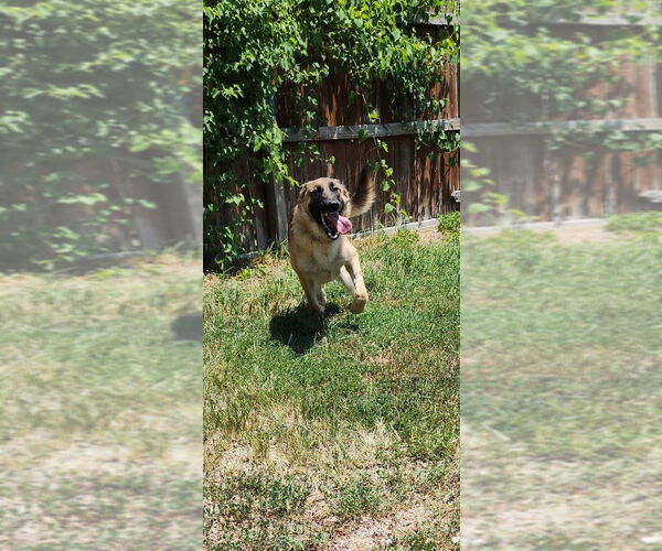 Medium Photo #6 German Shepherd Dog Puppy For Sale in Evansville, IN, USA
