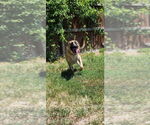 Small #5 German Shepherd Dog