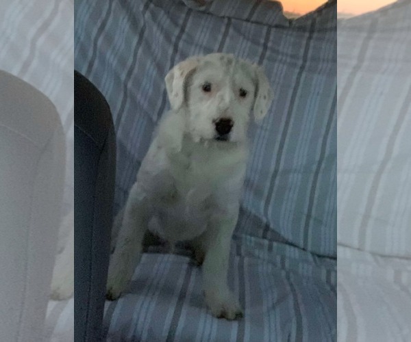 Medium Photo #3 Mutt Puppy For Sale in Grafton, WI, USA
