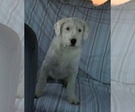 Small #2 Mutt
