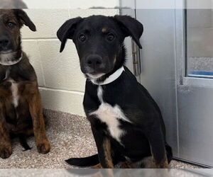 Australian Shepherd-Pointer Mix Dogs for adoption in Pueblo, CO, USA