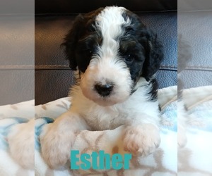 Bernedoodle Puppy for sale in BONNERS FERRY, ID, USA