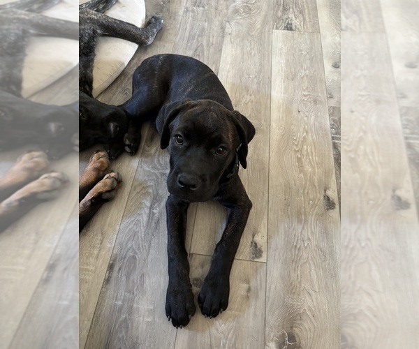 Medium Photo #4 Rotticorso Puppy For Sale in REEVESVILLE, SC, USA