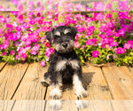 Small #20 Schnauzer (Miniature)