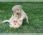 Small Photo #6 Labrador Retriever Puppy For Sale in WARSAW, OH, USA