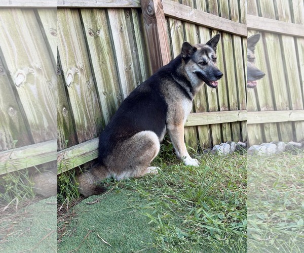 Medium Photo #1 German Shepherd Dog-Unknown Mix Puppy For Sale in Plantation, FL, USA