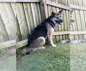 German Shepherd Dog-Unknown Mix Dogs for adoption in Plantation, FL, USA