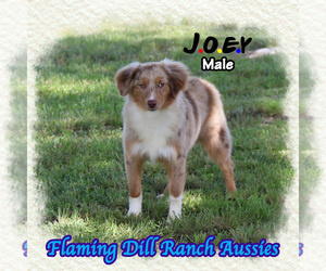 Miniature Australian Shepherd Puppy for sale in FORESTBURG, TX, USA