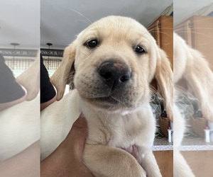 Labrador Retriever Puppy for sale in NOTTINGHAM, PA, USA