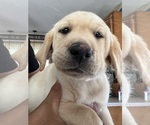 Image preview for Ad Listing. Nickname: Litter of 3
