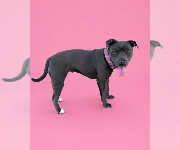Medium Photo #1 Mutt Puppy For Sale in HESPERIA, CA, USA