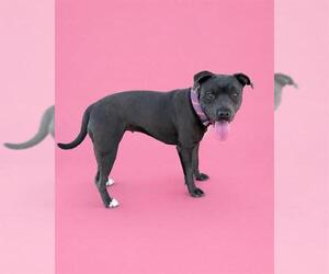 Mutt Dogs for adoption in HESPERIA, CA, USA