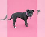 Small Mutt