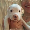 Small Photo #196 Dogo Argentino Puppy For Sale in JANE, MO, USA